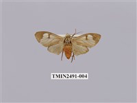 藏品(閃光玻燈蛾)的圖片